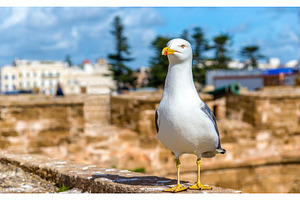 Seagull at the Fishing Port of Essaoura, Morocco, an Animal Photo by Leonid Andronov