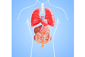 3D human body internal organs, a Healthcare Illustration by Marozhkastudio