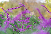 Pink Cosmos Flower Photo Bundle – 5, a Nature Photo by Silent Nature (Thumbnail 5 of 6)