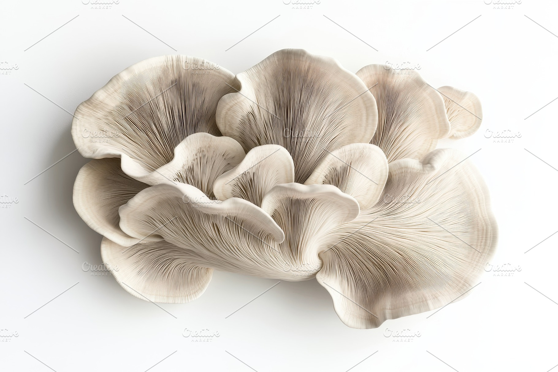 A cluster of oyster mushrooms is dis, a Photo by Tanuart