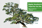 Plants & Trees Digital Collage Pack, an Object Graphic by Collage Supply Co (Thumbnail 2 of 3)