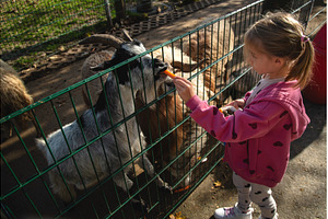 Adorable cute preschool girl feeding, a Person Photo by MadPhotos