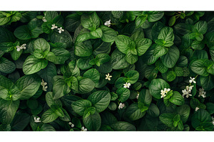Lush green leaves and small white, a Background Photo by Sergey Kotenev