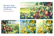 Apple set, a Food Illustration by Countryside life (Thumbnail 12 of 12)