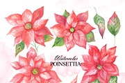 Watercolor poinsettia clipart, an Illustration by OlDm_Shop (Thumbnail 2 of 10)
