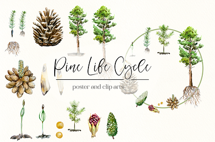 Pine Tree Life Cycle Set, an Education Illustration by Tati Bordiu