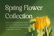 Argillites - Display Serif Font, a Serif Font by RockboyStd (Thumbnail 3 of 12)