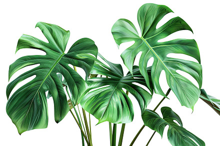 Monstera leaves isolated on white background, a Nature Photo by AlyaAnd