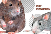 Watercolor realistic rats clipart, an Animal Illustration by ArtfulStudio (Thumbnail 9 of 9)
