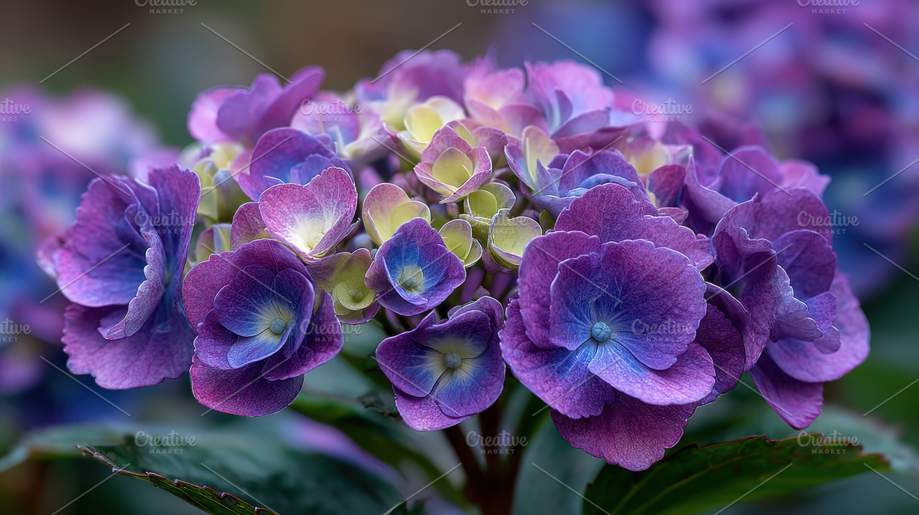 Purple Hydrangea Bloom Closeup Natur, a Photo by Pixeness Studio