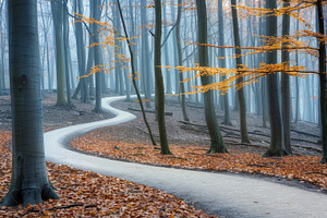 Curving path through a foggy autumn, a Holiday Photo by Mashimara