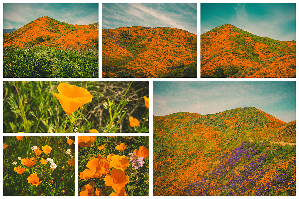 California Poppies Photo Bundle, a Nature Photo by Megs Lang (Photo 4 of 6)