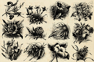 Vintage Flower Engravings