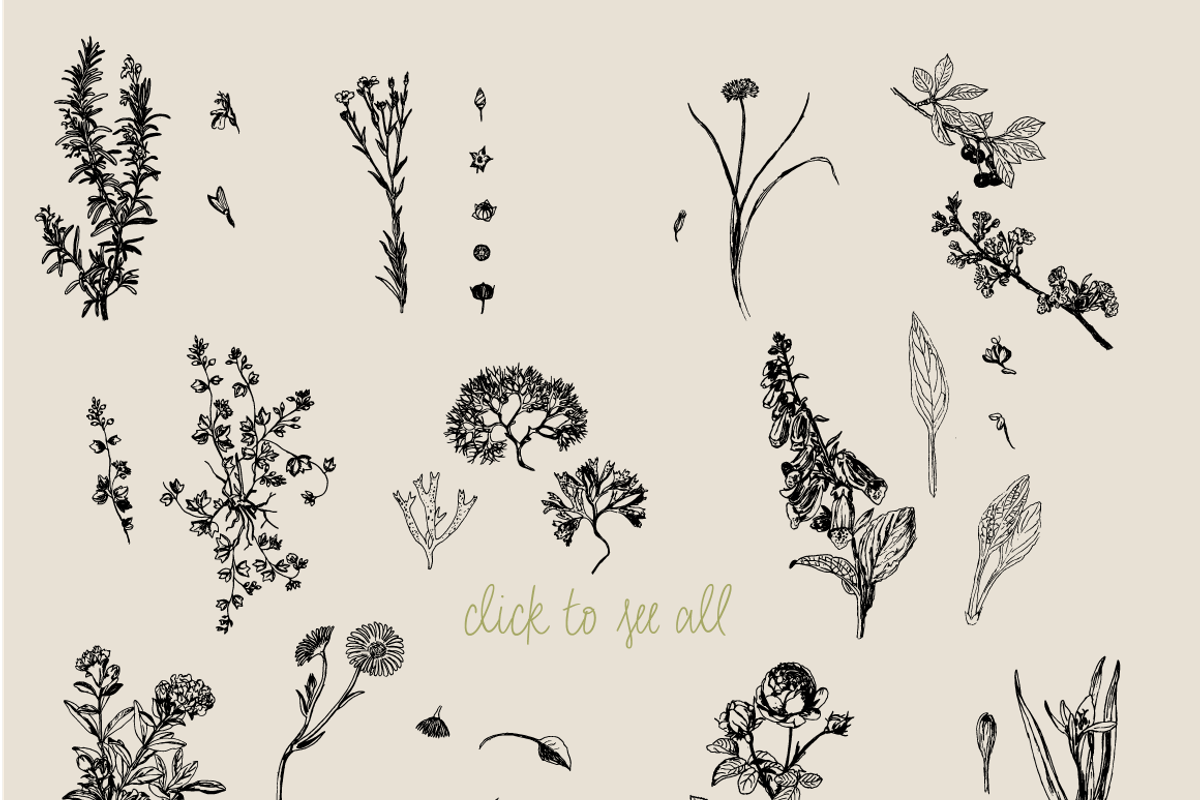 Botanical Vector Collection, an Illustration by Julia Bausenhardt (Photo 4 of 5)