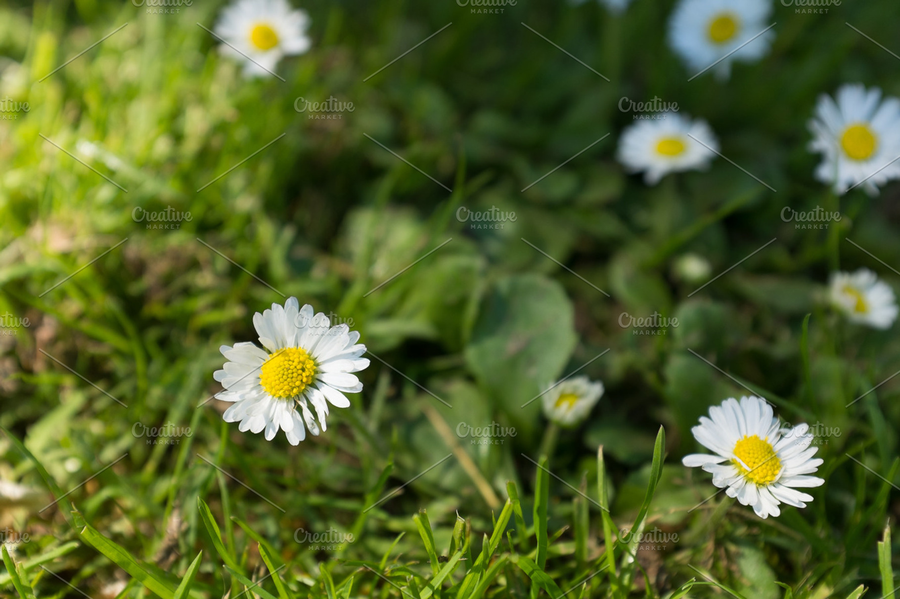 Daisies Stock Photo Containing Flower And Flowers