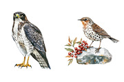 Scandinavian Birds Clipart, an Illustration by Watercolor design (Thumbnail 5 of 5)