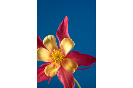 Floral wallpaper with aquilegia, a Nature Photo by JeanBet