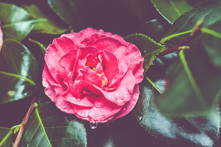 Green Plant with Dew Drops preview 6
