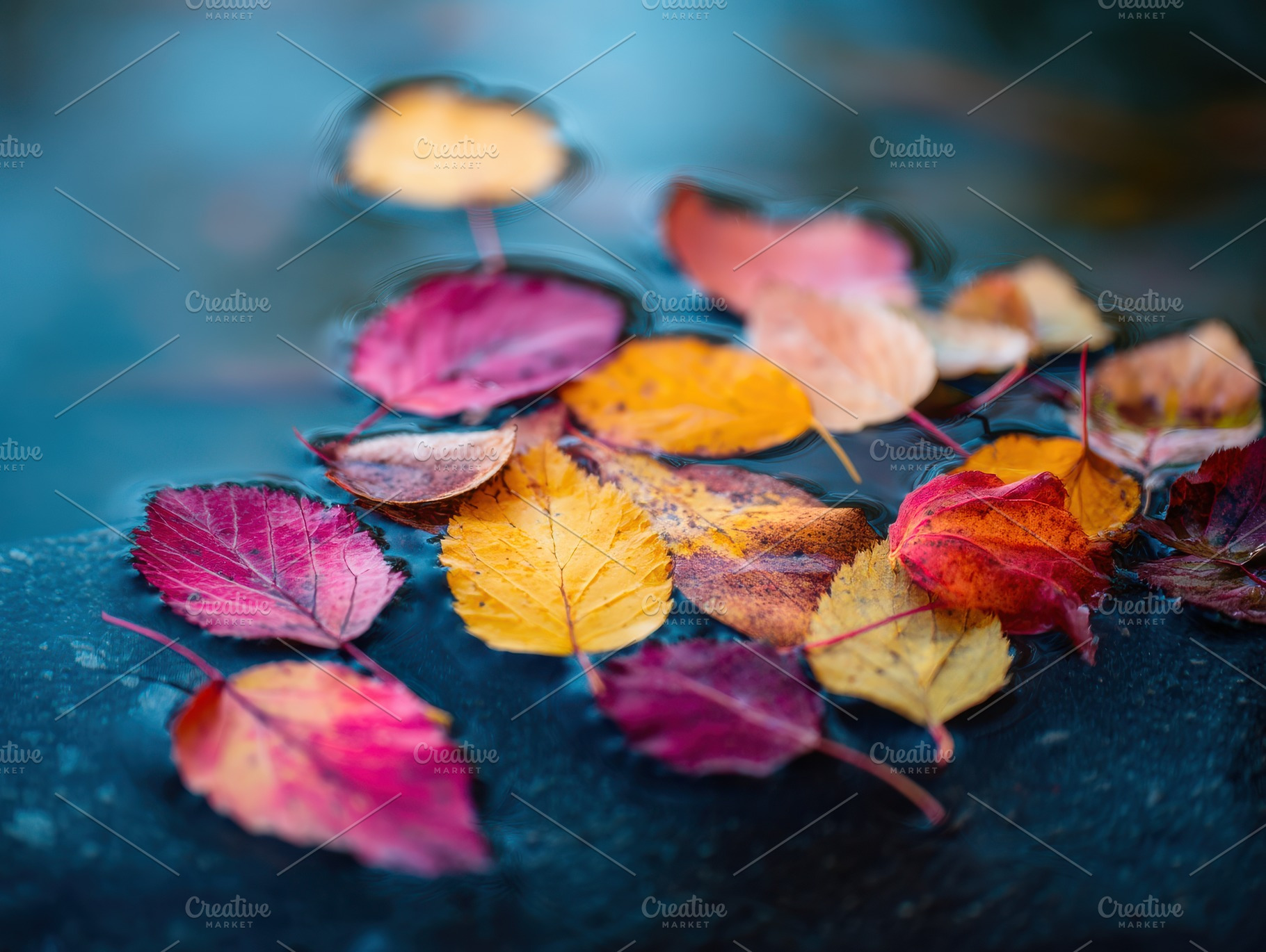 Floating Leaves on Still Water, a Nature Photo by Virgo Studio