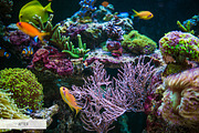 Underwater Photography Presets, a Plug-in Add-On by FixThePhoto (Thumbnail 25 of 32)