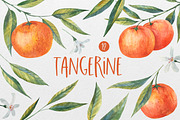 Tangerine & Orange: Hand-Drawn, a Food Illustration by the_myro (Thumbnail 1 of 3)