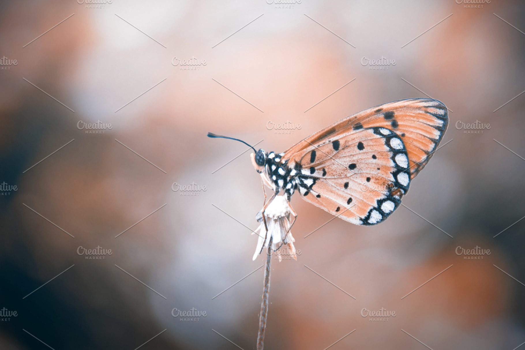 Butterfly insect macro stock photo containing butterfly and insect, an Animal Photo by roni kurniawan