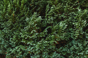 Green cypress tree branches forming a natural texture background, providing a v, a Photo by Studio ANNA