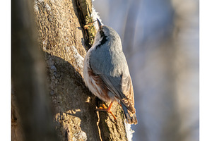 Nuthatch perched or Sitta europaea, an Animal Photo by Fascinadora