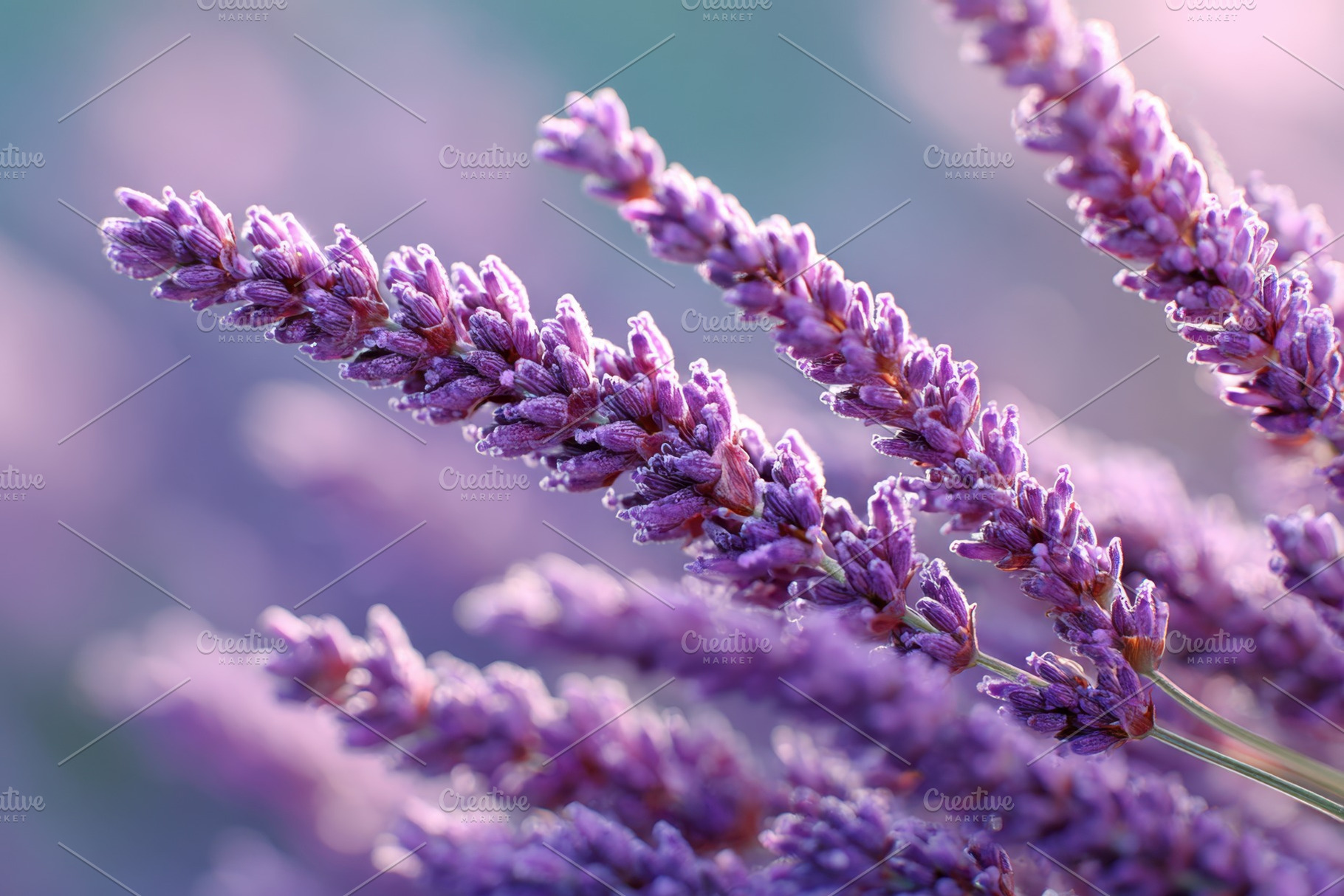 Blooming lavender flowers in soft focus, a Nature Photo by AlyaAnd