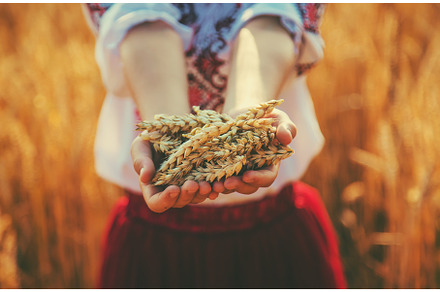 The child is holding ears of wheat, a Person Photo by yanadjana