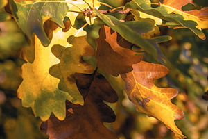 Leaf #5, an Industrial Photo by jakub_kopecky