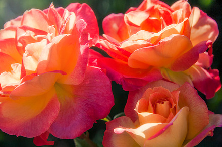 Colorful Blooming Roses 1 (Photo)