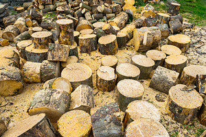 Wooden logs of oak tree, a Nature Photo by Vapi