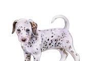 Watercolor Dogs Mega Big Bundle, an Illustration by Dneprstock (Thumbnail 22 of 60)