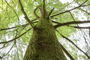 Detailed Eco photo of a tree trunk., a Nature Photo by Sir13
