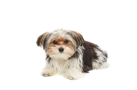Puppy Maltese lapdog isolated on whi, an Animal Photo by AlexBush