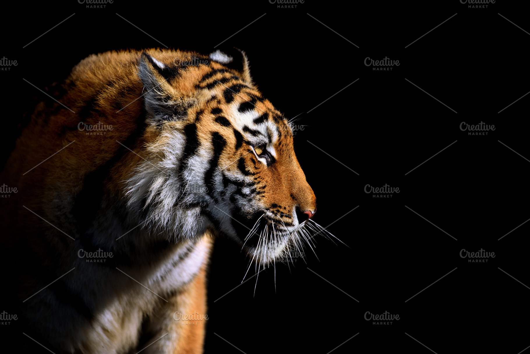 Close up face tiger isolated on black background, an Animal Photo by Byrdyak