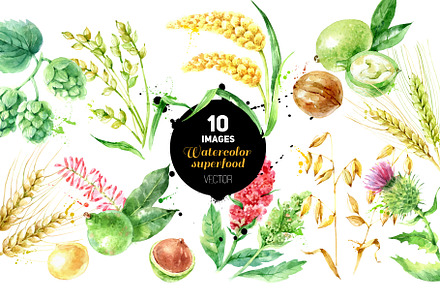 Watercolor Superfood Vector Set
