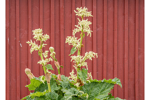 Rhubarb is often found in Iceland at, a Nature Photo by Backyard Stock