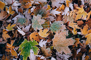 100+ New Hi-Res Autumn Photos, a Background Photo by moonloop (Thumbnail 5 of 13)