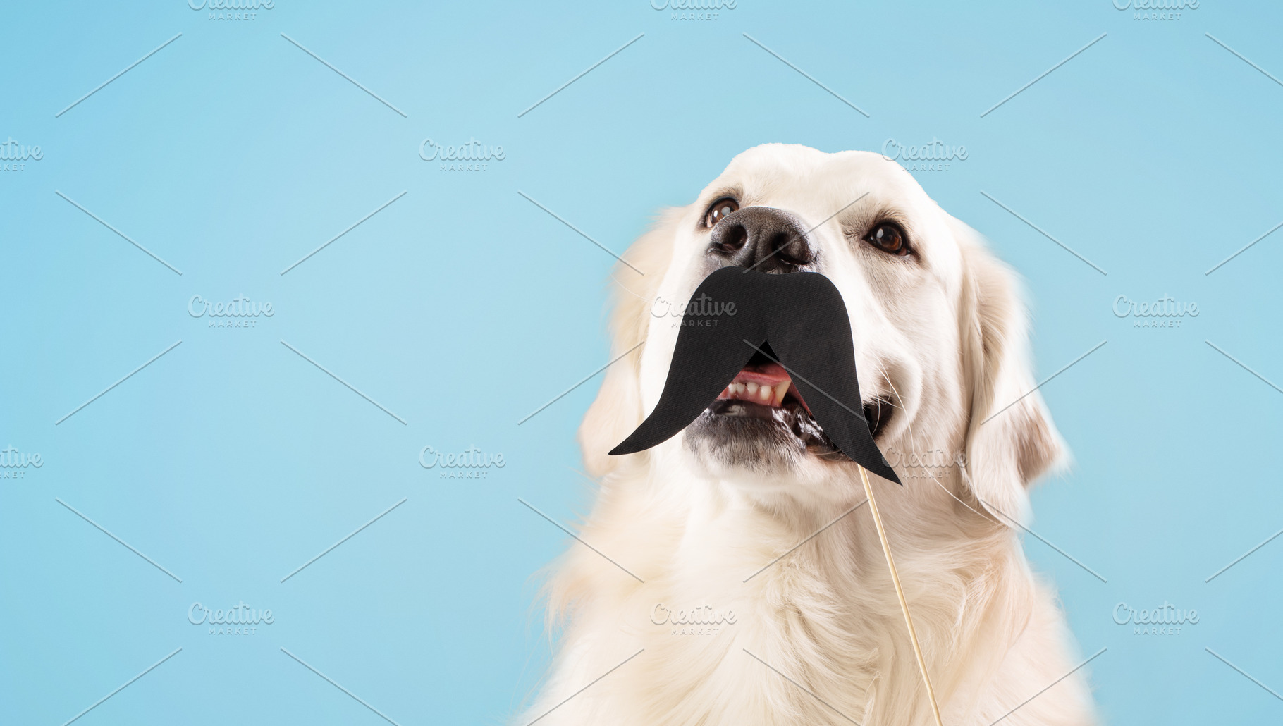 Funny labrador dog with black fake mustache on stick posing isolated over blue, a Photo by Prostock-Studio