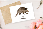 Armadillo watercolor set, an Animal Illustration by Bychovsky design (Thumbnail 2 of 4)