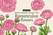 Ranunculus flowers. Buttercup Vector, a Decorative Illustration by irina.vaneeva (Thumbnail 1 of 4)
