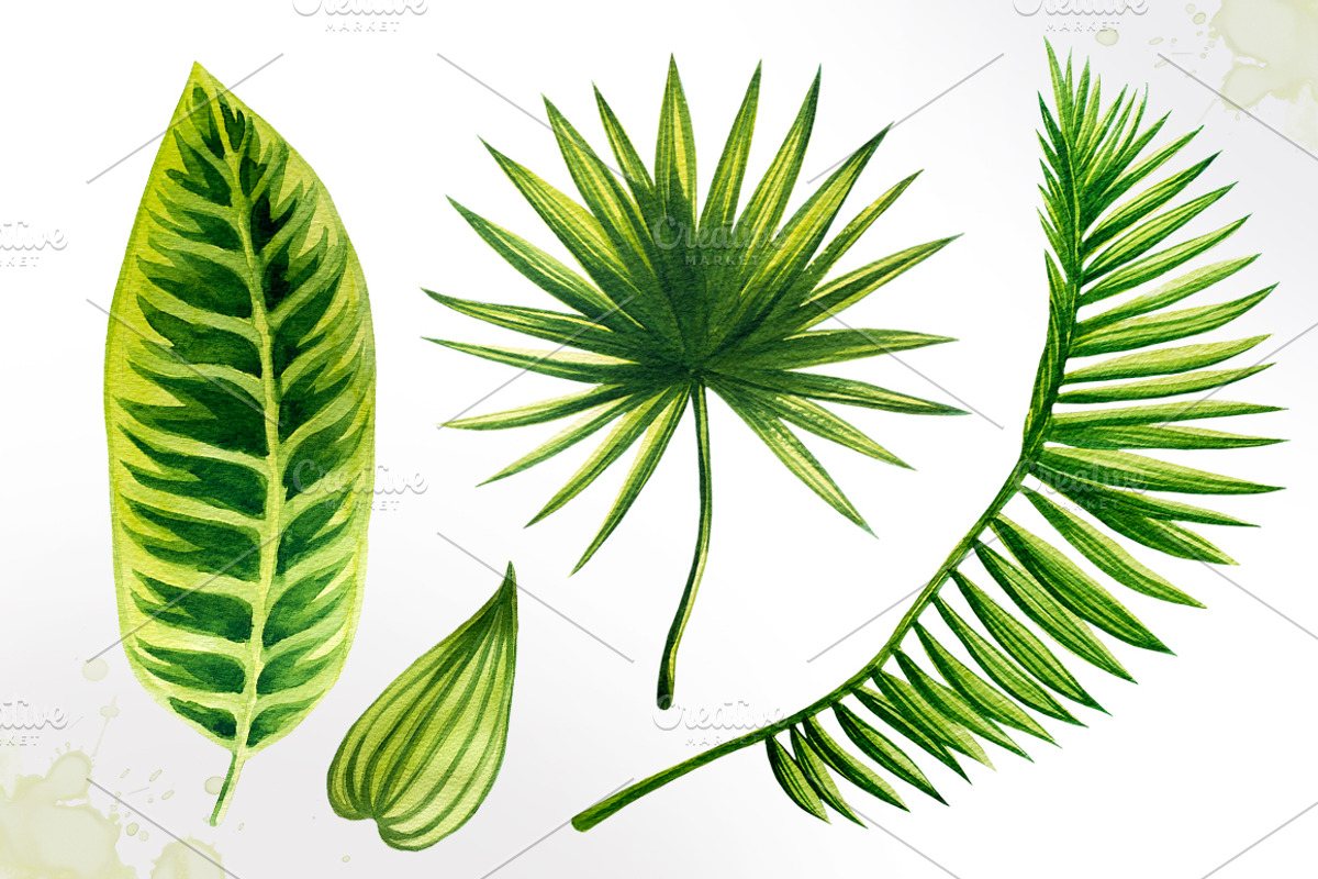 Tropical leaves. Watercolor vector., an Illustration by AlexGreenArt (Photo 3 of 5)