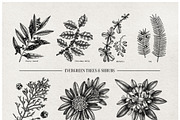 Winter Plants Set. Christmas Designs, a Seasonal Illustration by Yevheniia (Thumbnail 12 of 13)