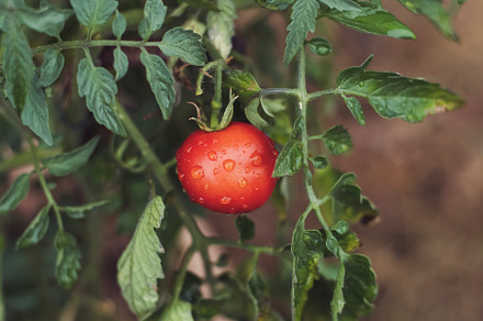 Fresh home grown bio tomato containing bio, harvest, and agriculture