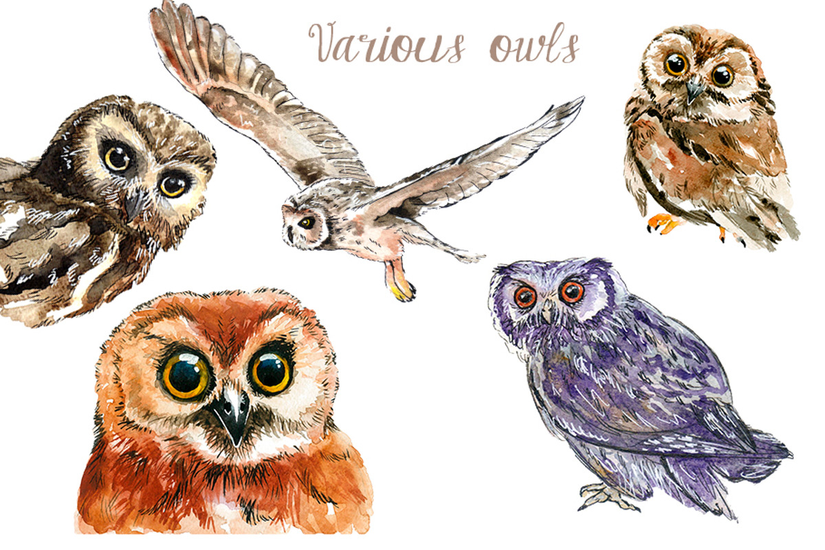 Watercolor Owls Bundle - 53 Owls, an Animal Illustration by YesFoxy (Photo 11 of 11)