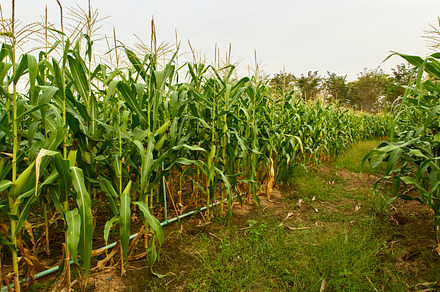 green maize corn close up, an Industrial Photo by 1981 Rustic studio kan