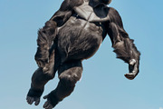 116 Flying animals, an Animal Photo by Handmadefont (Thumbnail 27 of 119)