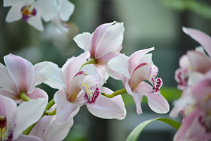Orchid flowers featuring orchid, garden, and flowers